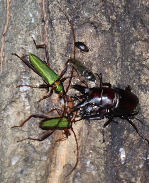 ノコギリクワガタのペア、アカアシオオアオカミキリカミキリ_No3のクヌギ_クワガタ達のオアシス_2023年7月3日19時25分 気温27.5度